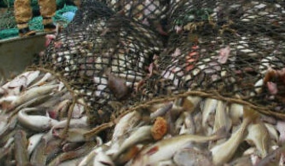 Department to allocate herring quota this year Inish Live