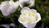 Death notices for Donegal on Monday morning, September 8