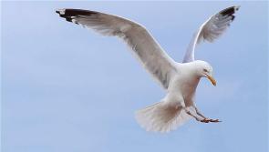 Council urged to take action after complaints about seagulls in Buncrana
