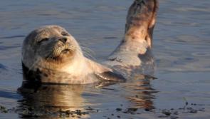 Seals depleting salmon stocks?