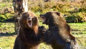 Inishowen's Wild Ireland featured in new More4 TV series