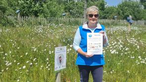 Buncrana Tidy Towns Garden Competition returns!