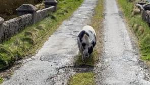 George the Donegal pig has over a thousand Facebook friends