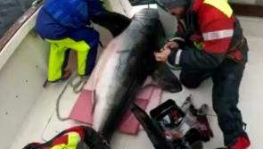 Record-breaking 2.8m porbeagle shark tagged off the coast of Donegal 
