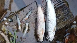 BREAKING: Substantial fish kill in Bridgend stream
