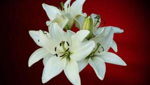 Deaths in Inishowen/Donegal, Wednesday morning, May 25, 2022