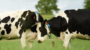 'Tinder for Cows' - The new matchmaking service for farmers to find the perfect pull for their bull