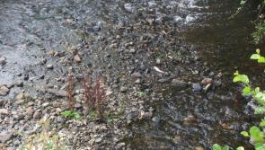 Major fish kill confirmed at Inishowen river