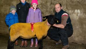 Gallery: Donegal Suffolk Breeders Show and Sale