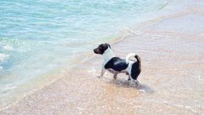 No bark about the beach ban