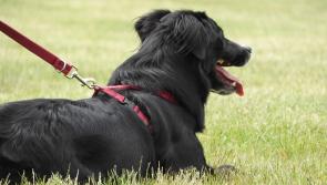 Plans submitted for Inishowen's first pet crematorium 