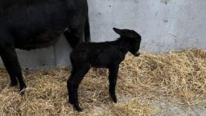 Donegal Donkey Sanctuary’s urgent appeal to help ‘rejected’ foal