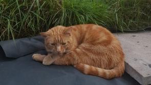 Meet Vitali, a cat found in Newtowncunningham after going missing in Louth
