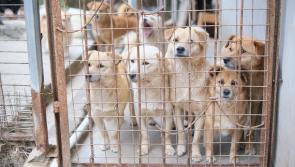 National: ISPCA calls for support of 'heartbreaking' situation for vulnerable animals 