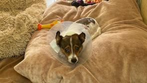 NATIONAL: Pup no longer in pain after being rescued by Irish dog welfare charity