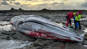 National: 20-metre whale washes up on Irish beach