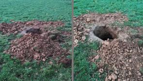 National: Gardai appeal for witnesses following 'Badger baiting' incident at rural location