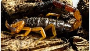 National: New home for scorpion which travelled from Kenya to Ireland in woman's bag