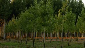 Donegal farmers urged to apply for Native Tree Area Scheme
