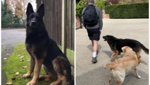 'We'll miss you' - Roy Keane pays touching tribute after death of his dog Jet