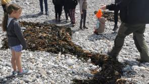 Inishowen plays its part in Fin-Tastic Sharks and Mermaids Sculpture Challenge