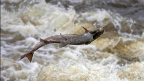 Minister McConalogue launches scheme to support new entrants into fishing industry