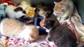 Sick kittens found dumped in a sealed carrier bag in Letterkenny