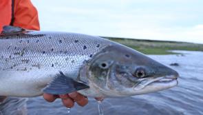 Call for salmon poaching to be reported as species suffers catastrophic decrease