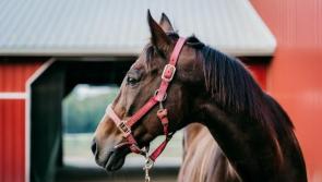 Equestrian centre for Buncrana clears planning hurdle
