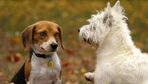An open invite has been given to all to the Finn Valley Dog Show