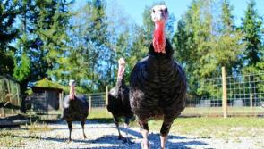 Donegal bird flu detection will have 'no trade implications for poultry industry'