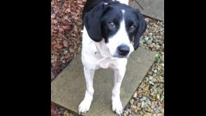 Happy Ending for Buncrana Christmas Day Rescue Dog Dee - Animals in Need 

