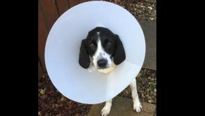 Inishowen dog rescued on Christmas Day recovering from surgery