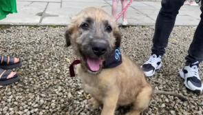 WATCH: Irish wolfhounds return to famous historic castle 