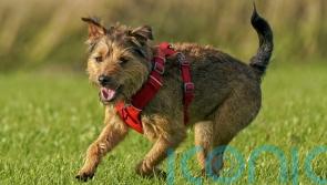 REVEALED: What makes dogs man’s best friend