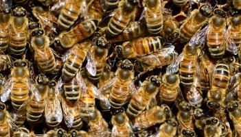 LATEST: Elderly woman dies after being attacked by swarm of bees in Mayo