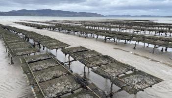 Plans lodged for significant expansion of oyster and mussel farming on Lough Swilly