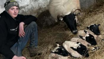 Ewe won't believe it! Carndonagh sheep delivers quadruplet lambs in spring surprise