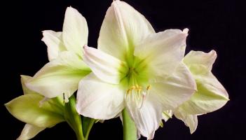 Death notices and funeral arrangements for Donegal on Good Friday evening, April 3