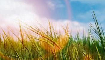 OFFICIAL! Met Éireann confirms summer 2025 was the hottest in Ireland since records began