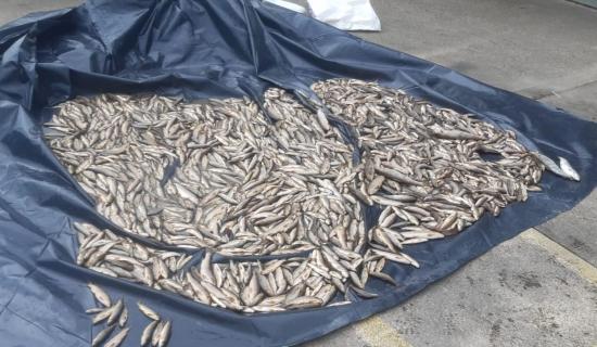 Carndonagh fish kill