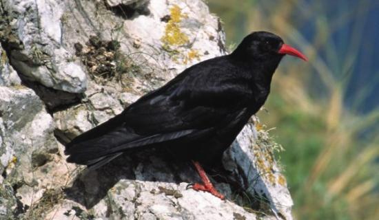 Chough bird | Scientific name: Pyrrhocorax pyrrhocorax 