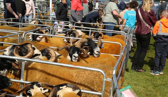 Seven agricultural shows in Donegal have received funding totalling &euro;59,400