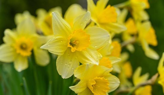 Swilly Gardening Club announces first meeting of the year