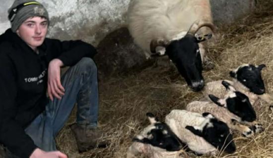 Ewe won't believe it! Carndonagh sheep delivers quadruplet lambs in spring surprise
