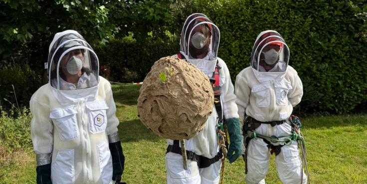 PICTURED: First Asian Hornet nest in Ireland is 'safely removed' as new concerns emerge