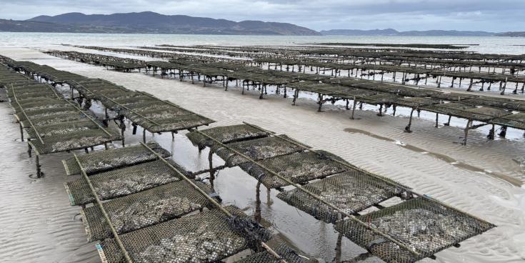 Plans lodged for significant expansion of oyster and mussel farming on Lough Swilly