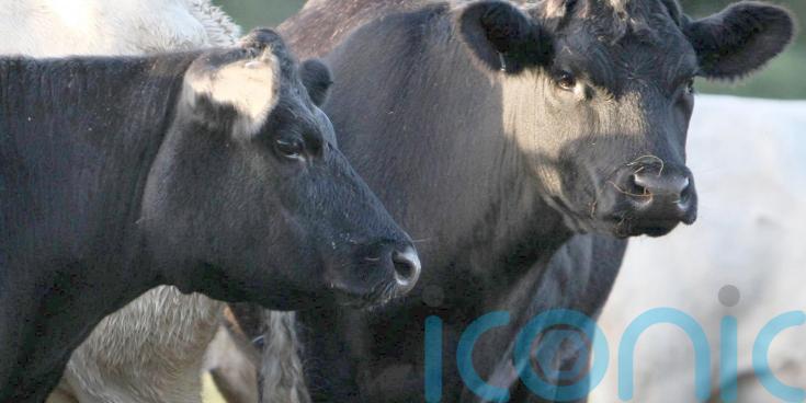 Suspected bluetongue case ‘could have serious consequences’ for agrifood sector