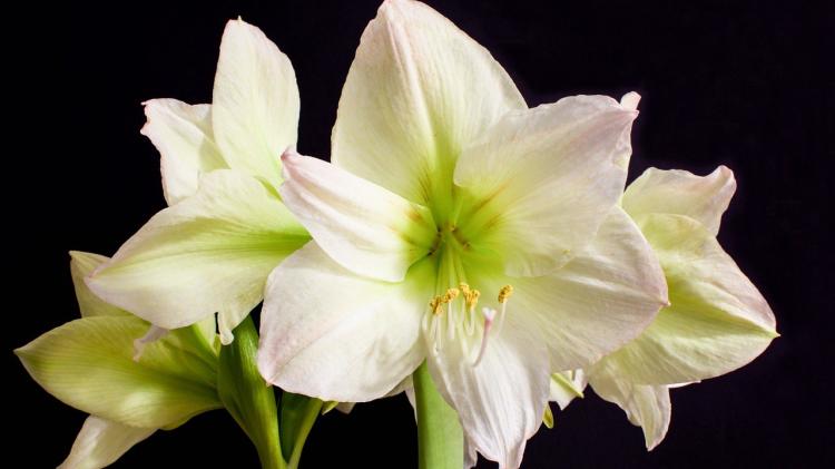 Death notices and funeral arrangements for Donegal on Good Friday evening, April 3