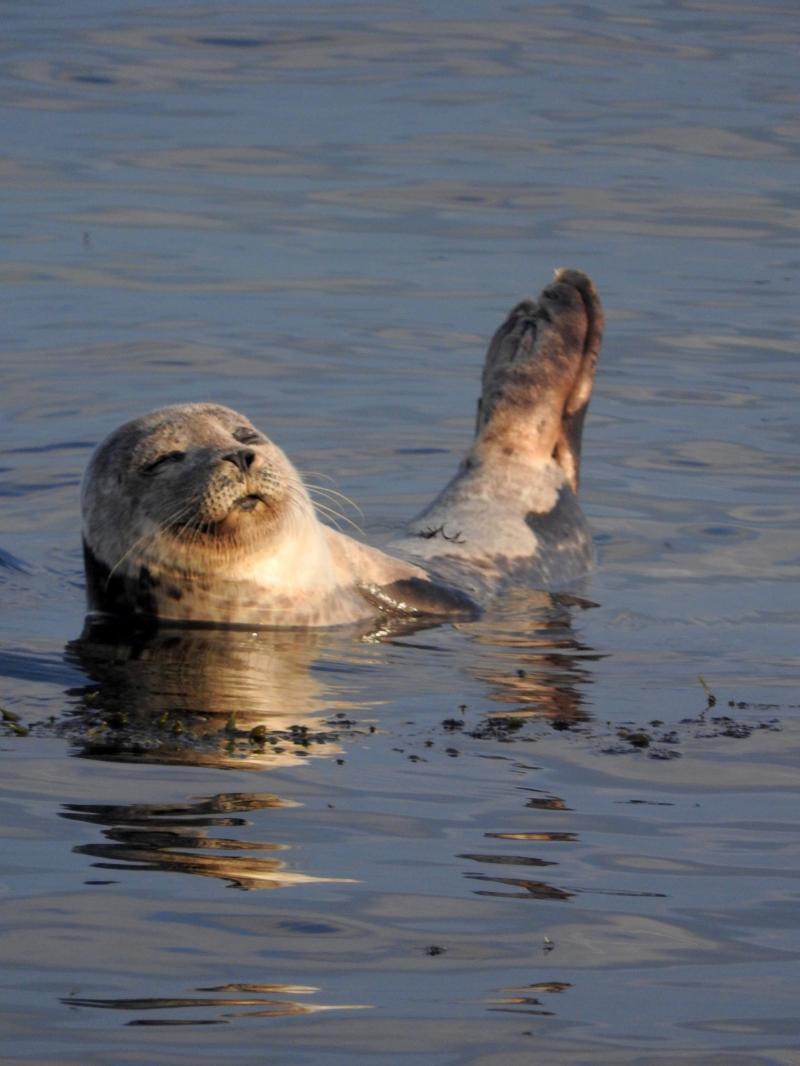 Seals depleting salmon stocks?